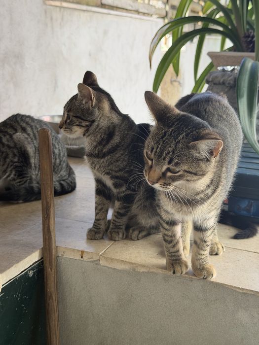 gatas para adocao