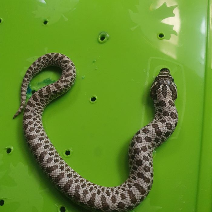 Heterodony zachodnie Heterodon