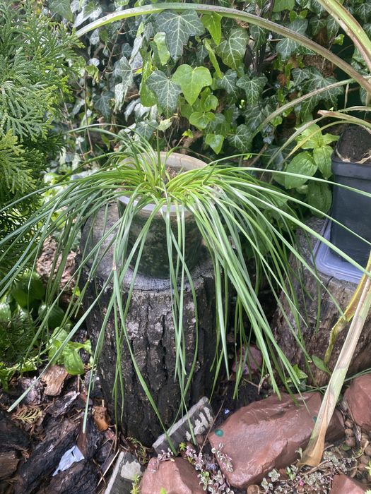 Зефирантес белый