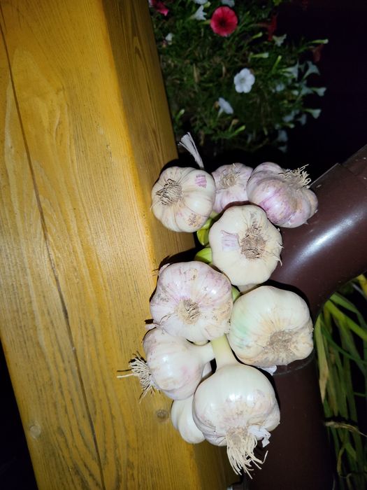 Czosnek Harnaś aromatyczny