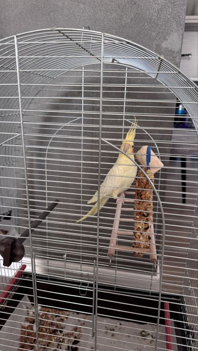 Продам клітку, папугай в подарунок