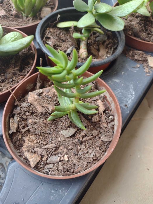 Diversas Espécies de Suculentas - Podas - Faço envios