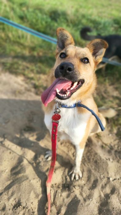 Młodziutka  Mała  Stella do adopcji