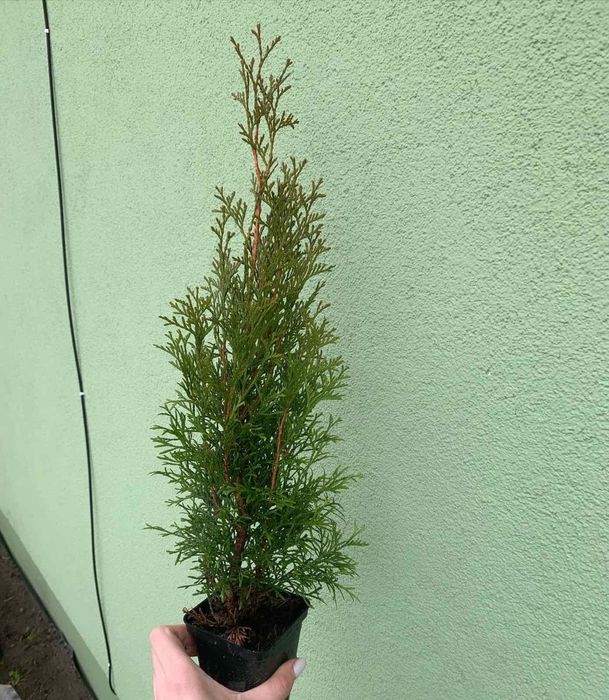 Туя,самшит- доступна ціна-є опт