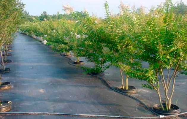 Агротканина, щільність 70, 90, 110, 135 г/м². Ширина 0.4 - 3,2м