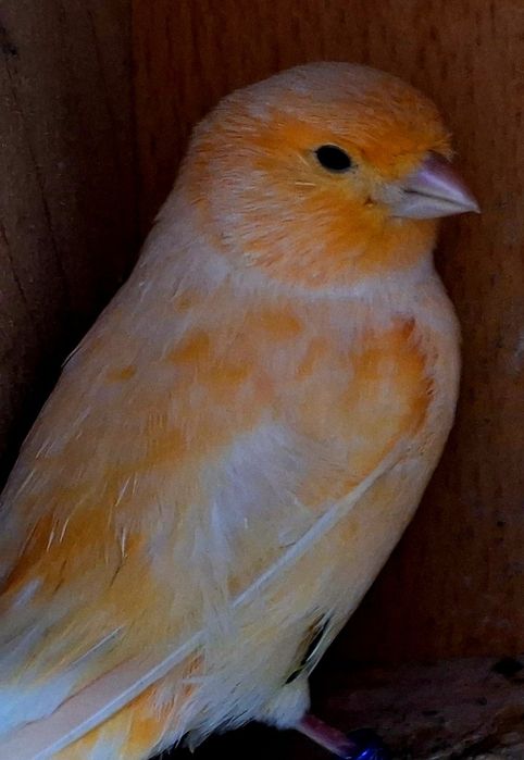 Kanarki samiczki 2024r. I 2025r