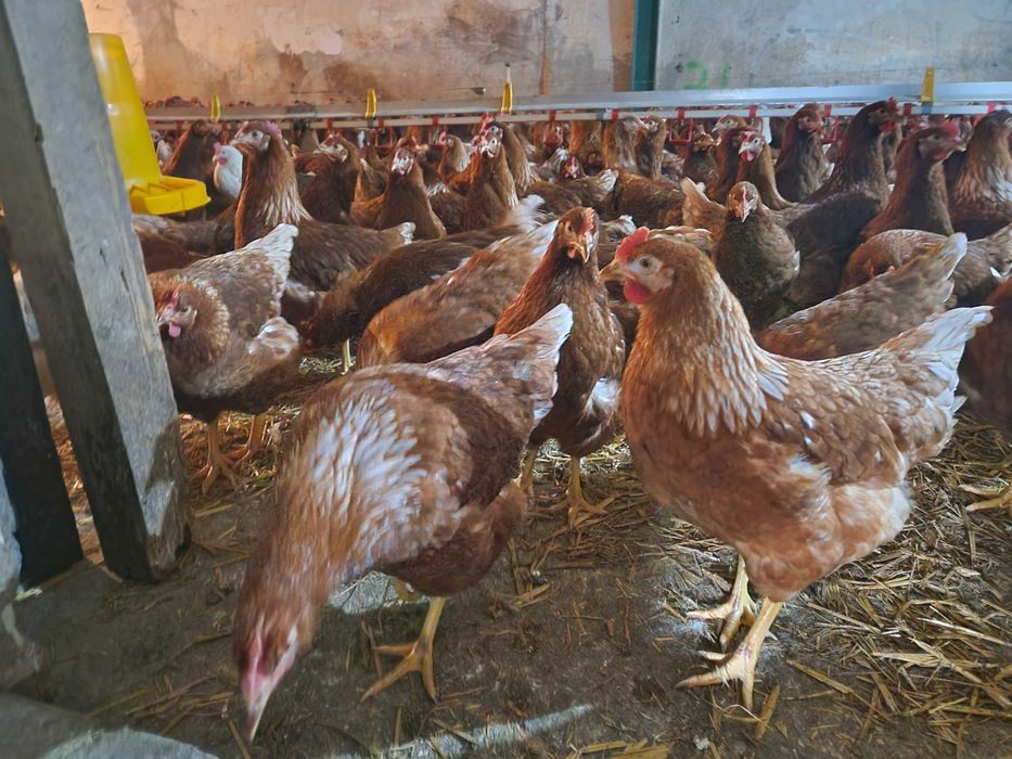 Kurki odchowane Tetra brązowa na jajko