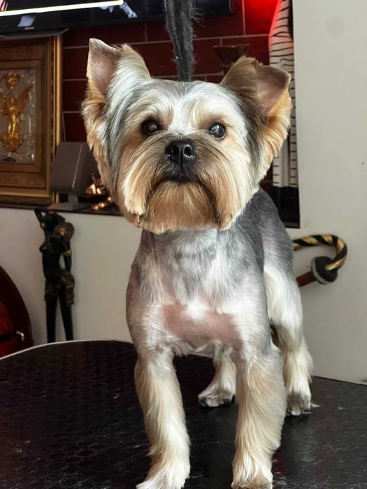 Йоркширський тер'єр віком 1.7 шукає собі подружку