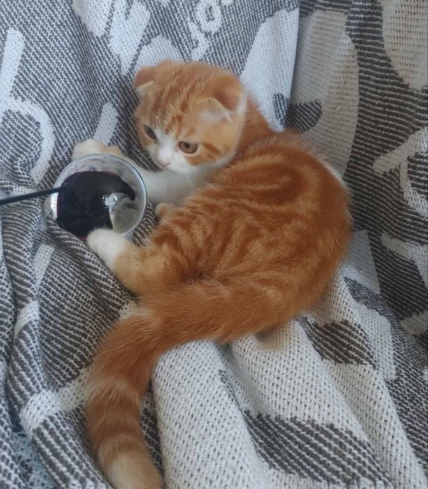 Ярче апельсина) Милый яркий мальчик скоттиш фолд D2203. Киев