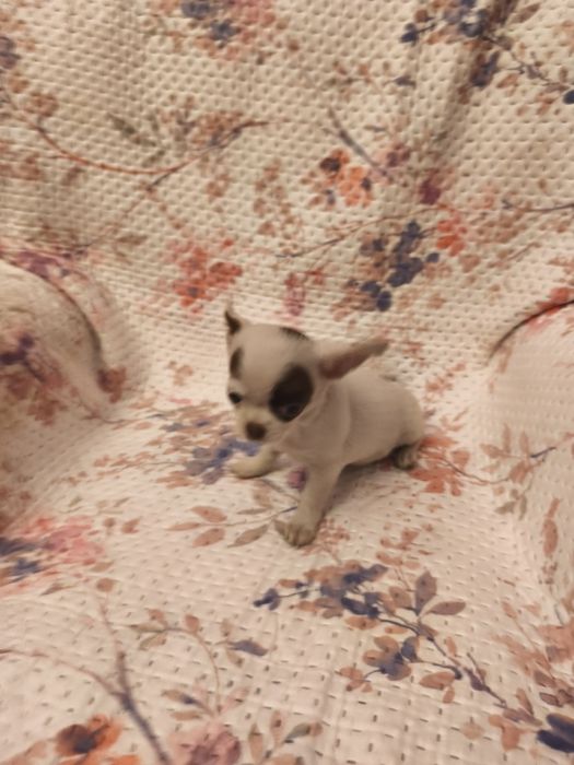 Chihuahua de pêlo curto fêmea