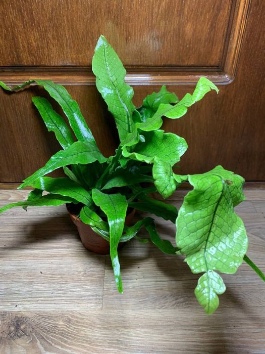 Папороть Мікросорум