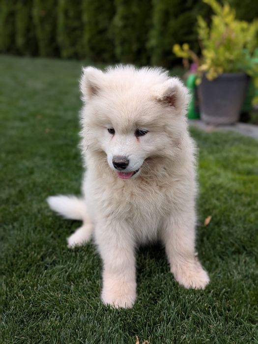 Śliczny Samoyed samiec