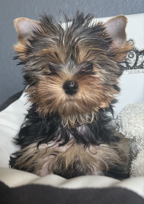 Yorkshire Terrier szczenię