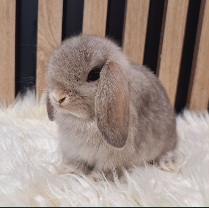 Mini Lip królik miniaturka domowy