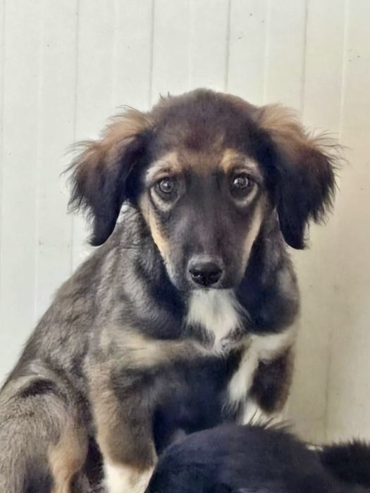 ORLANDO - 4 miesięczny pies do adopcji