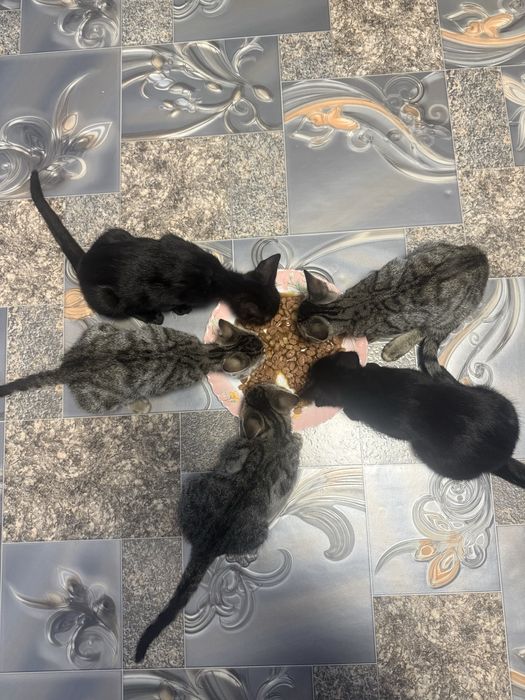 Бесплатно  котята 3 месяца