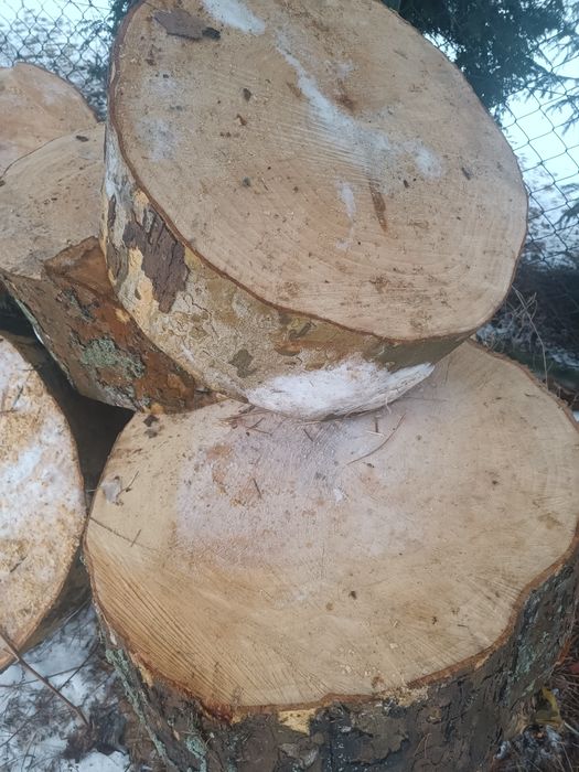 Plastry drzewa pieńki