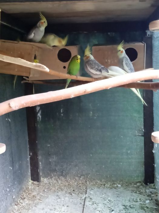 Ptaki nimfy zamienie na inne papugi zeberki