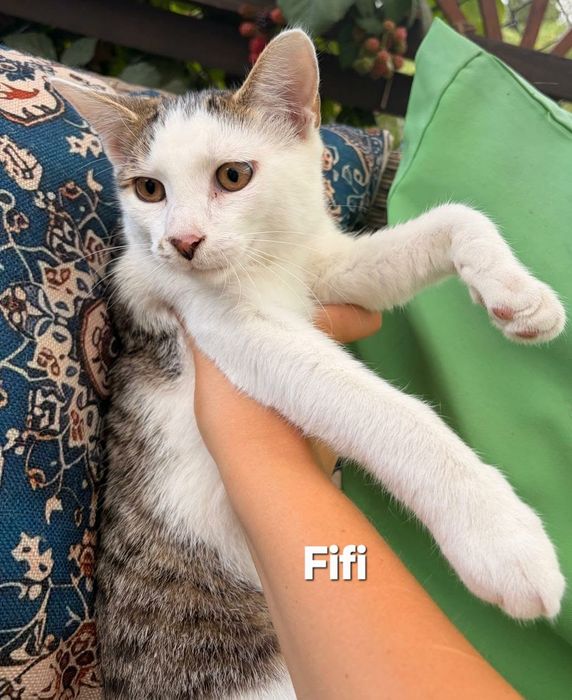 Kocurek 5 miesięczny do adopcji