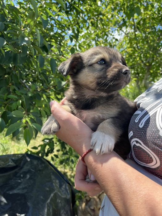 Цуценята в добрі руки (хлопчики та дівчатка). Будуть невеликі