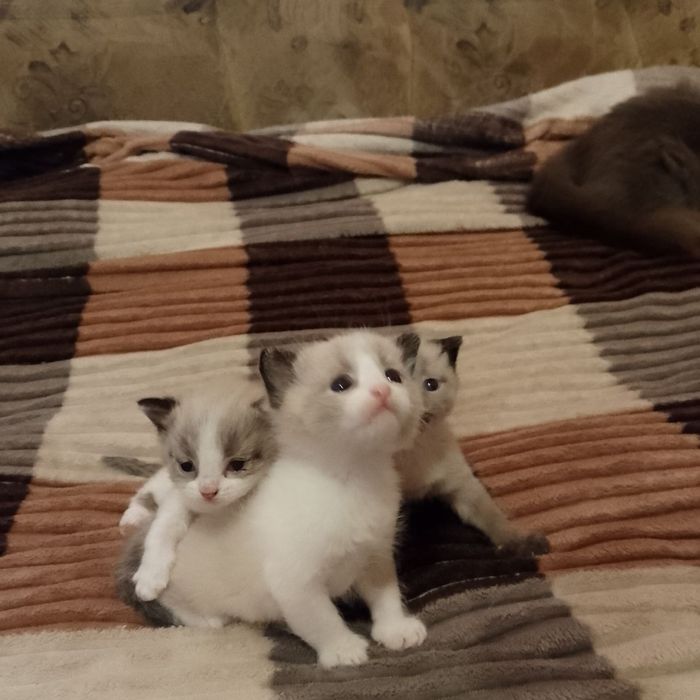 Котята Сноу - шу