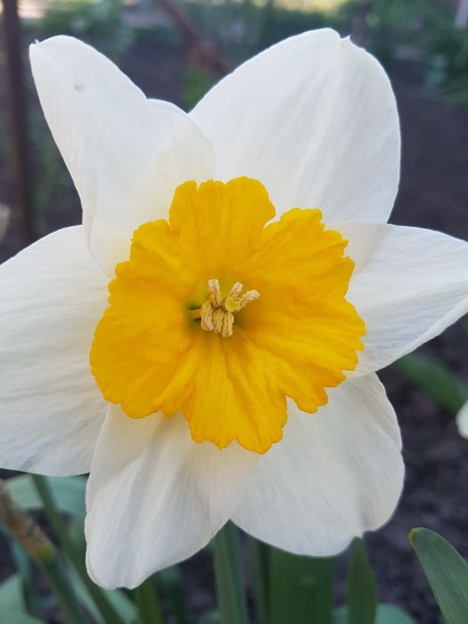 Нарциси сортові.