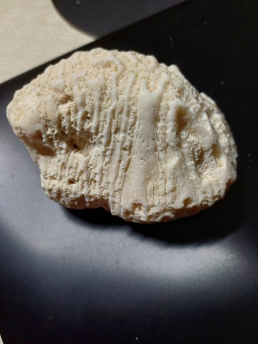 Pedra de Coral Natural Branca