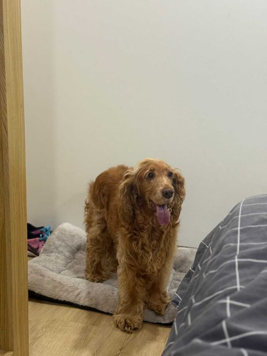 Cocker para adoção responsável