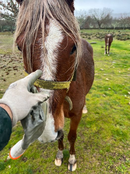 Vendo Cavalos Mansos