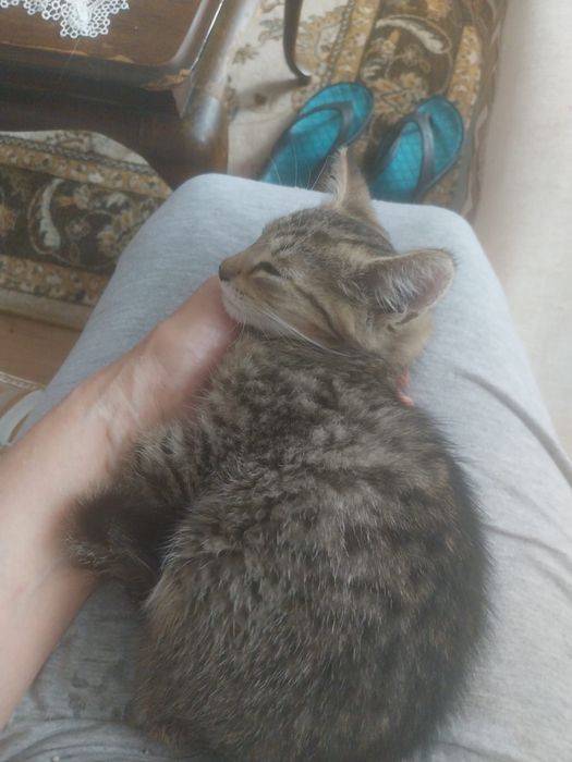 Maly kotek szuka domu !