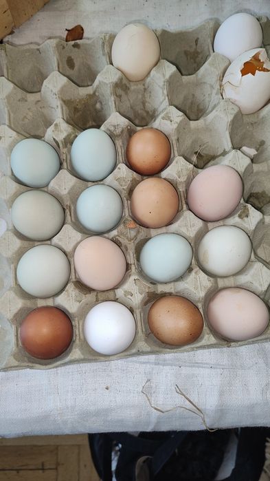 Jajka lęgowe leghorn green shell aracuana marans