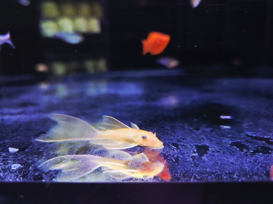 Zbrojnik L144 long fin gold (weloniasty)