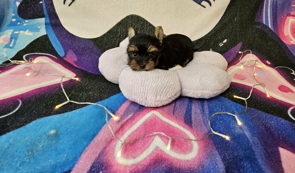 Yorkshire terrier (Dziewczynka)