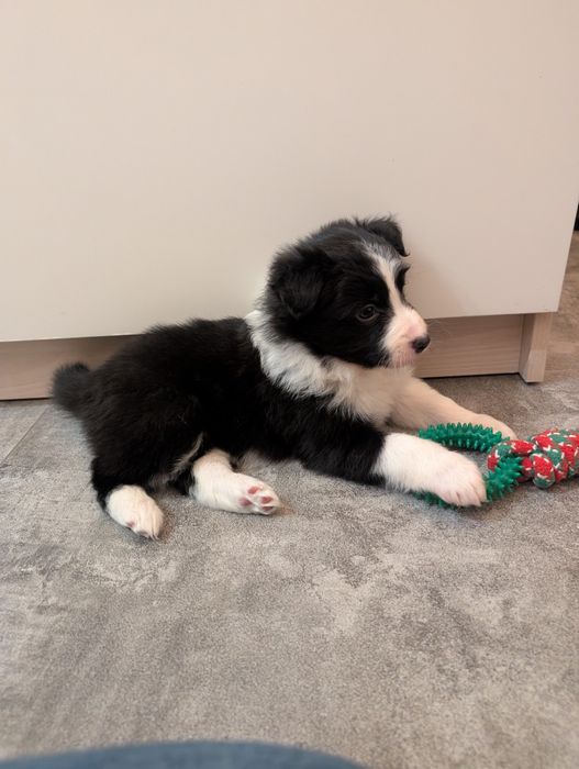 Sprzedam suczkę border collie z rodowodem