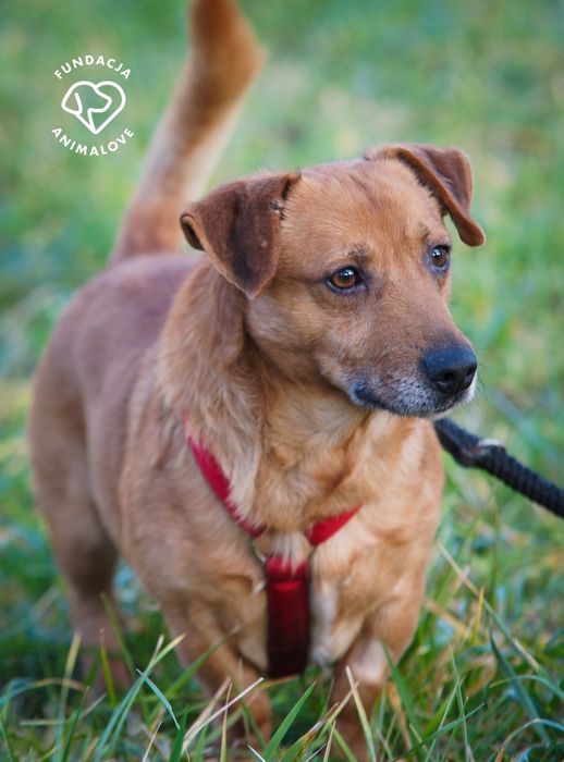 Cudowny i radosny mały psiak w typie jamnika