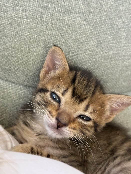 Gatas bebes para adoçao conjunfa
