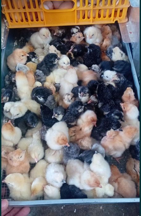 Pisklęta olive egger moss egger marans, araucana, vorwerk, lakenfelder, silka,wayendotte