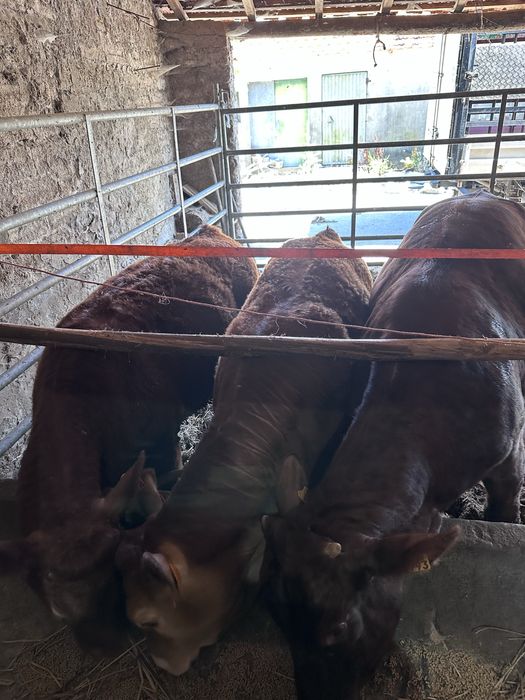 Vitelas cx carne