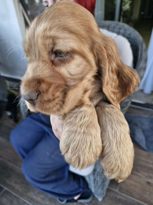 Cocker spaniel angielski