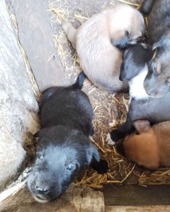 Цуценята безкоштовно