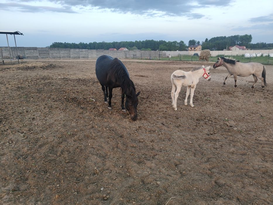 Konik polski+ źrebak