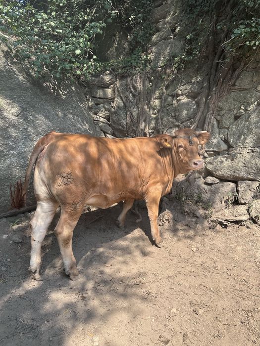 Novilha Minhota.