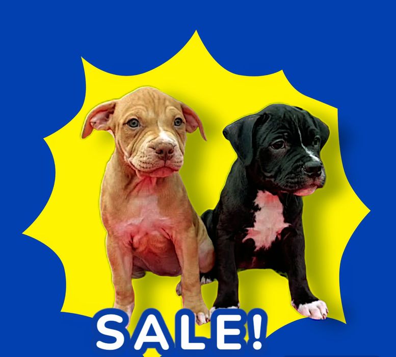 Щенок, апбт, питбуль, питбуль терьер