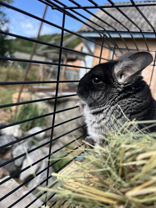 Шиншила хлопчик на продаж