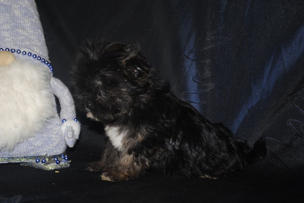 Безумно гарна чорна принцеса йорка