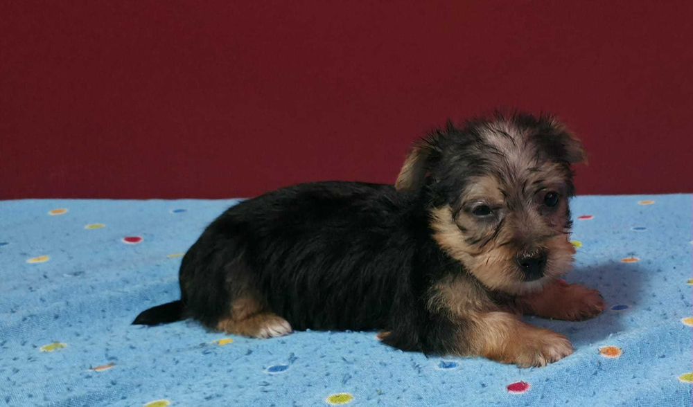 Yorkshier terrier miniatura macho