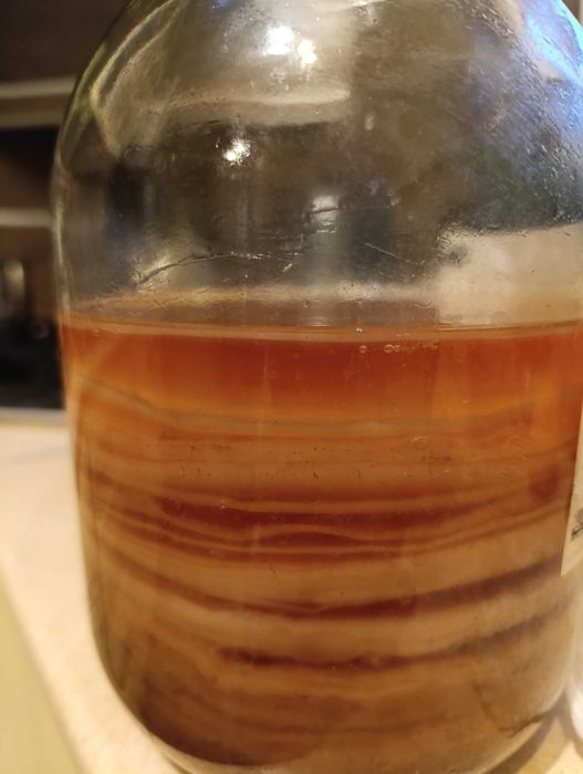 Чайний гриб, камбуча/комбуча