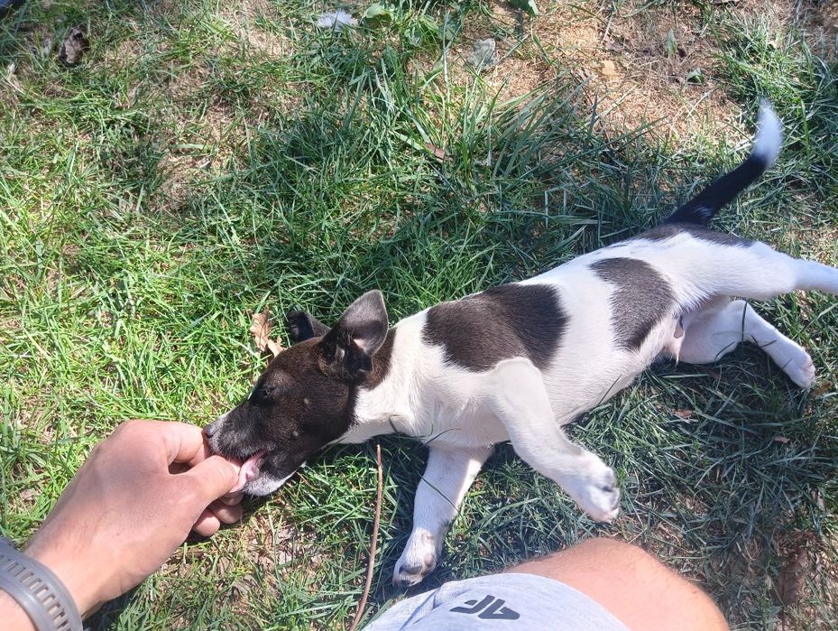 Jack Russell Terrier