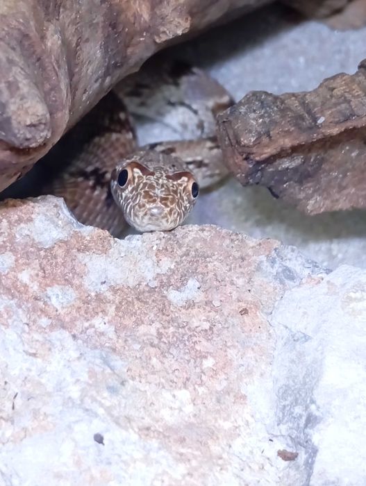 Wąż diademowy Spalerosophis diadema