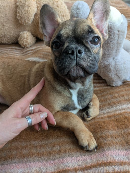 Чудова руденька міні  дівчинка в пошуку люблячої родини